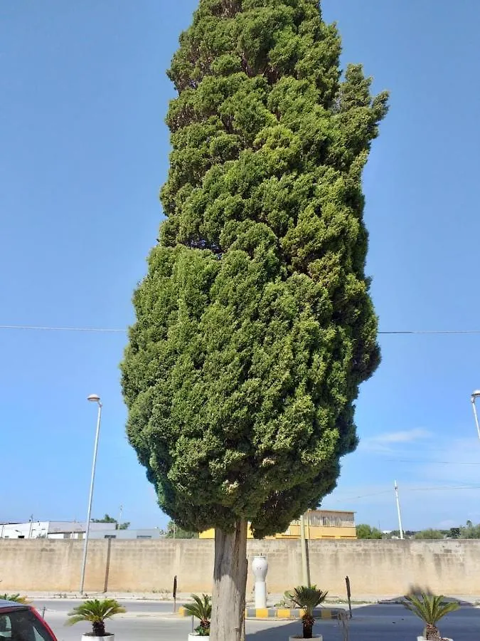 L'Albero Bello Holiday 마자라데발로
